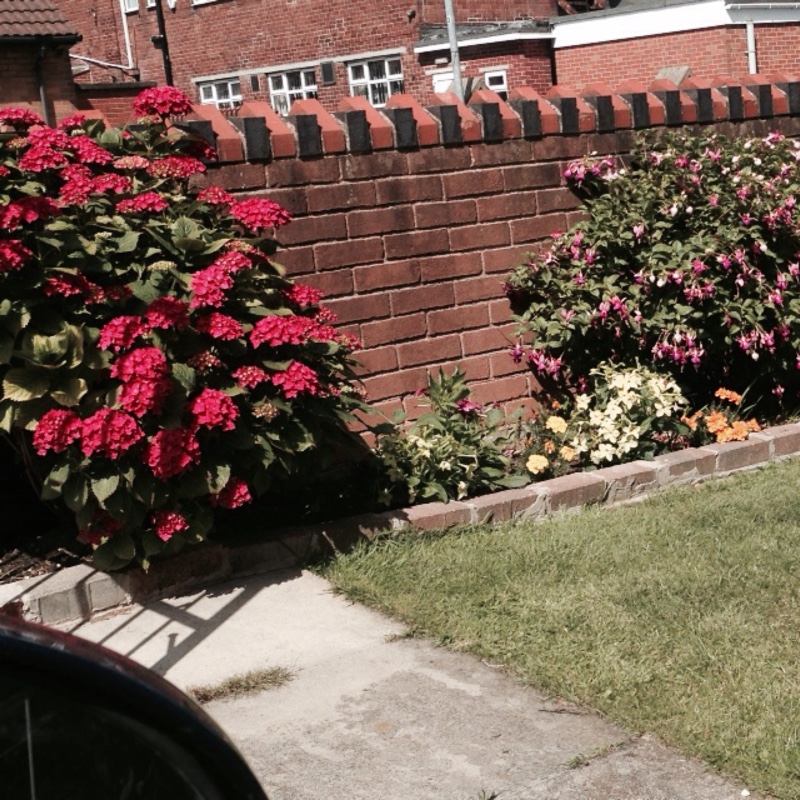 Garry's garden