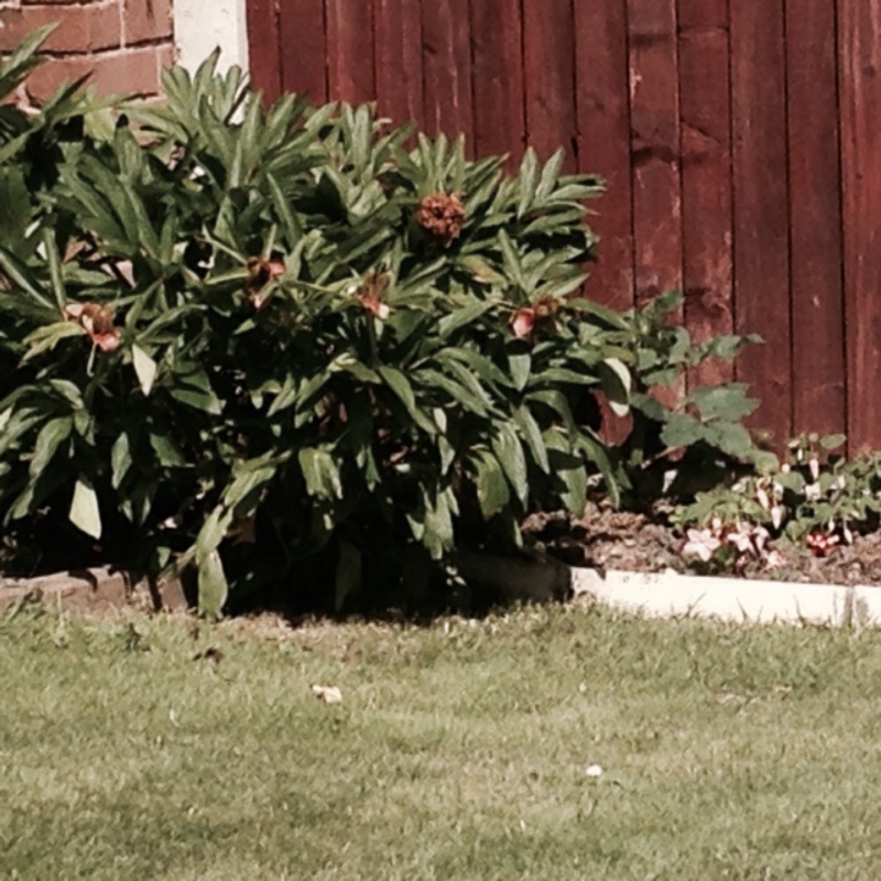 Garry's garden