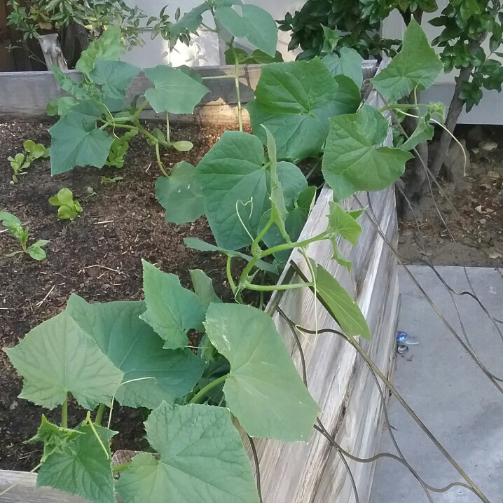 plant image 170670 plant image 170670