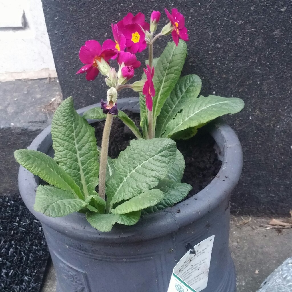 plant image 29005