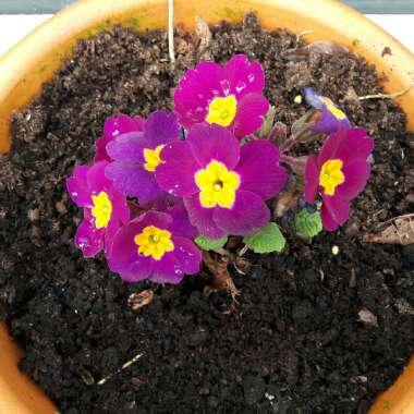 Primula 'Wanda'