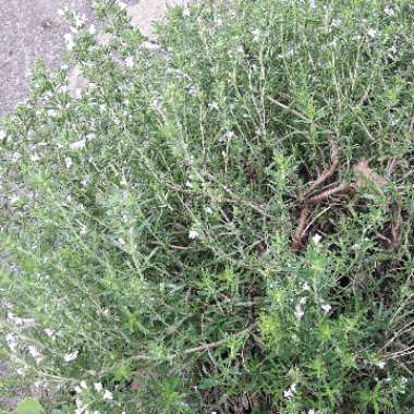 Winter Savory