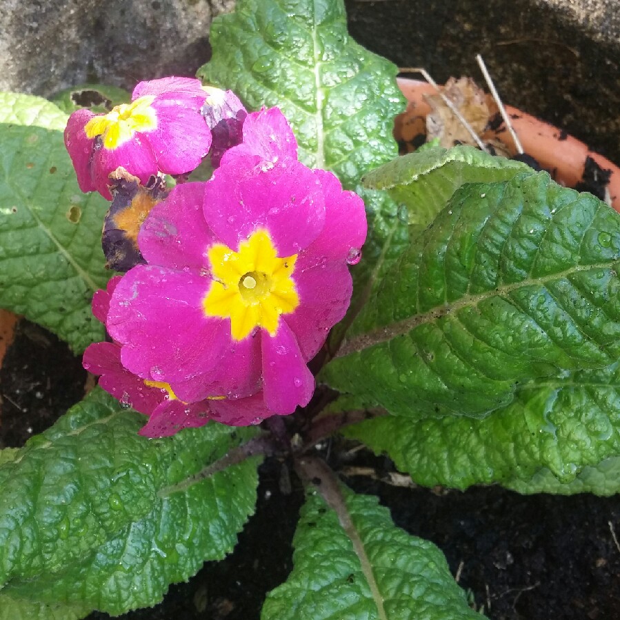 plant image 73651