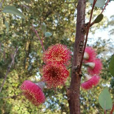 Eucalyptus caesia 'Silver Princess'