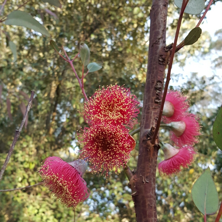 plant image 188417