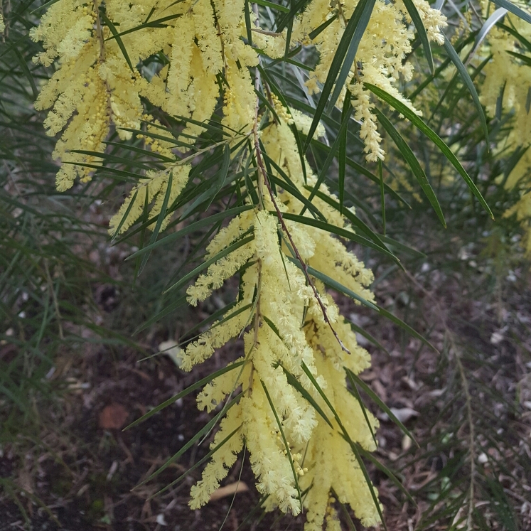 Plant image Acacia pravissima
