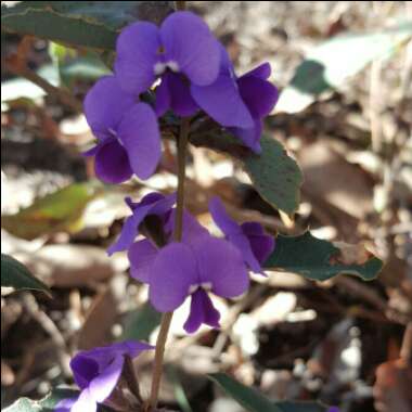 Hovea chorizemifolia