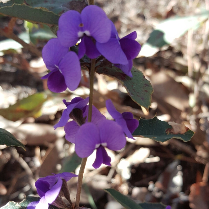 Plant image Hovea chorizemifolia