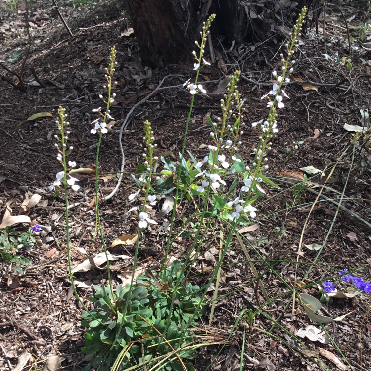 plant image 573956