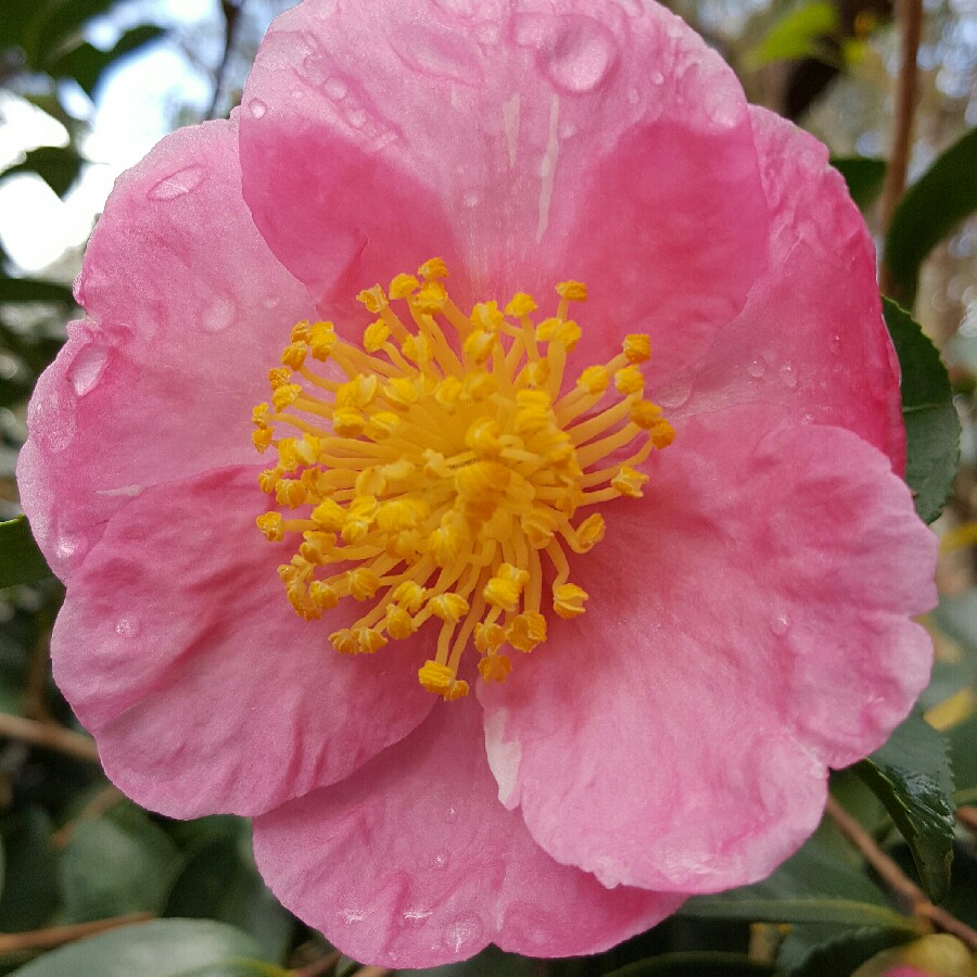 Plant image Camellia japonica 'Doctor King'