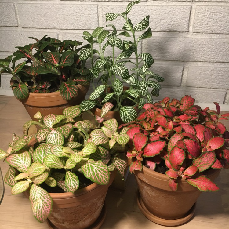 plant image 1213308