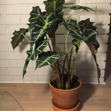 Amazonian Elephant Ear