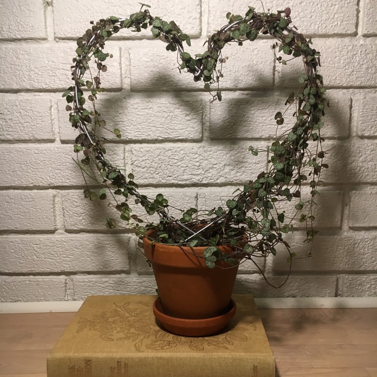plant image 1213349