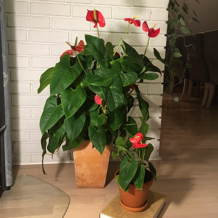 plant image 1213351