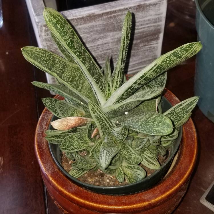 plant image 808617