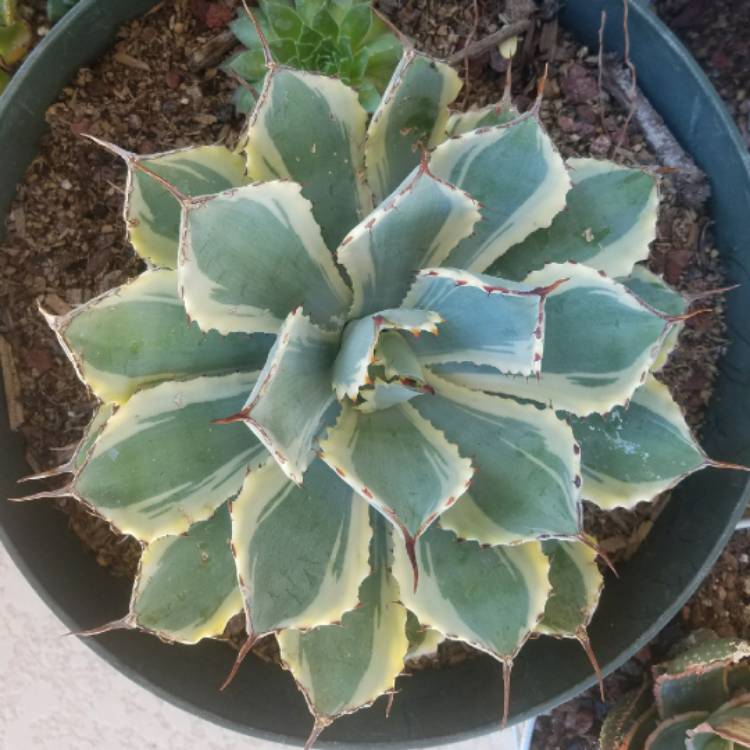 Plant image Agave 'Kissho Kan'