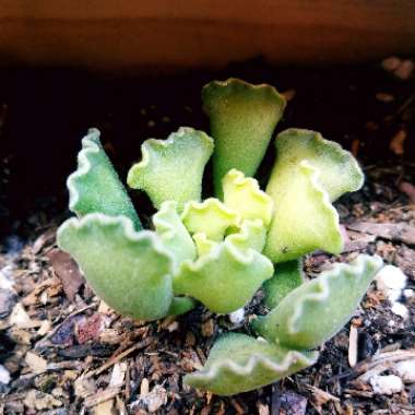 Adromischus 'Key Lime Pie Plant'