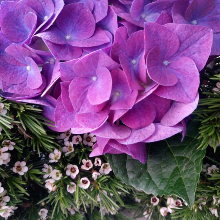 Plant image Chamelaucium uncinatum 'Album'
