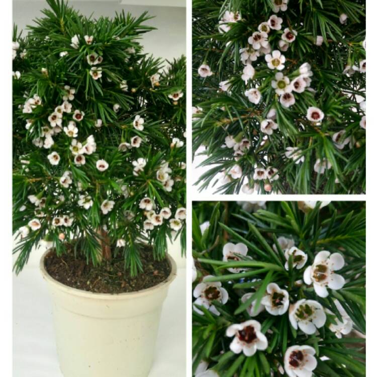 plant image 370304