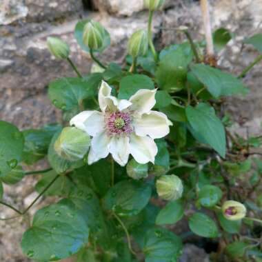 Clematis
