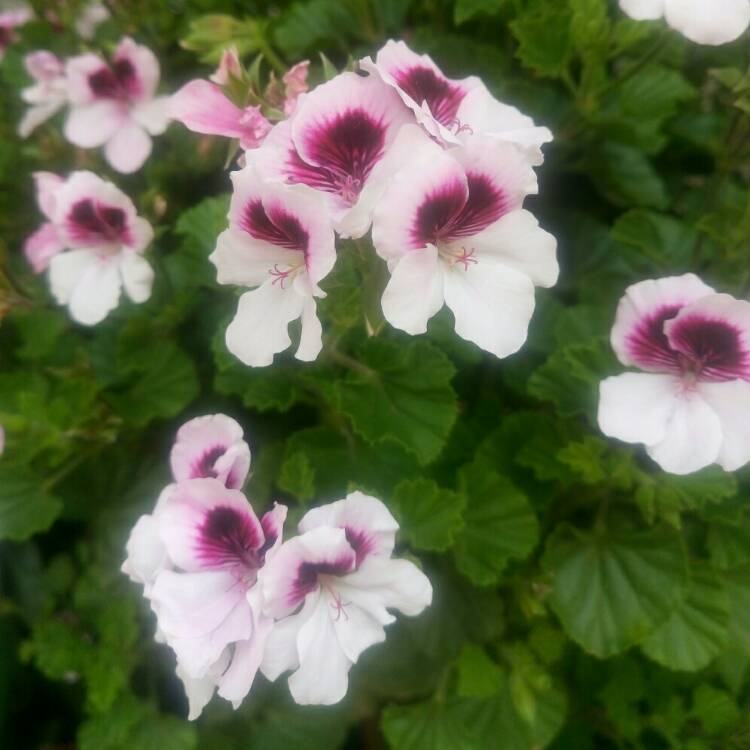 Pelargonium ‘Floang01’ syn. Pelargonium ‘Mosquitaway Lizzy