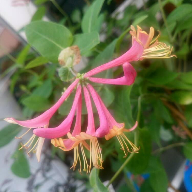 plant image 708420