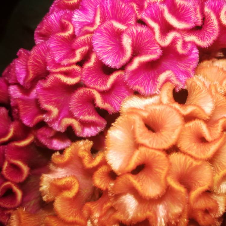 plant image 756054