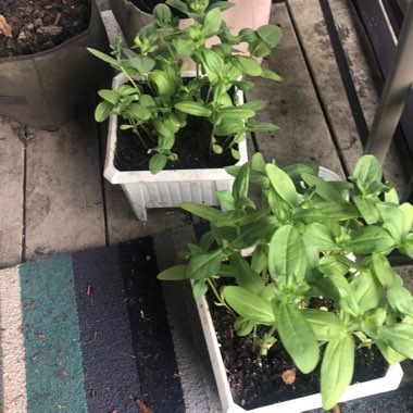 Creeping Zinnia
