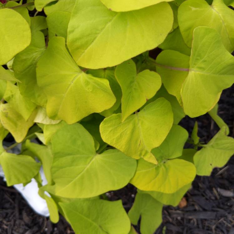 Plant image Solenostemon scutellarioides 'Ufo4335' syn. Solenostemon scutellarioides 'Electric Lime'