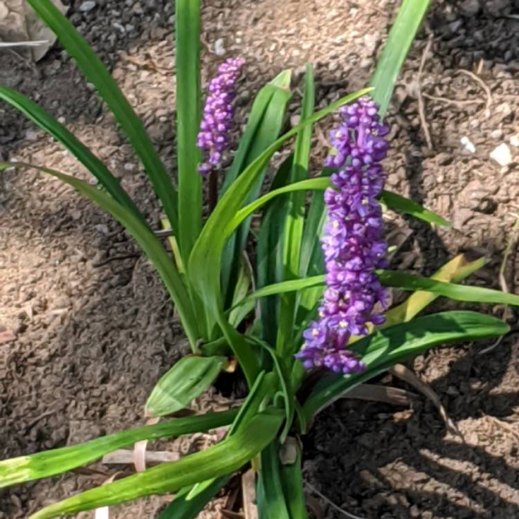 plant image 1349121