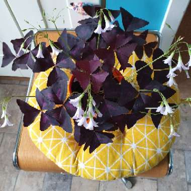 Oxalis 'Black Velvet'