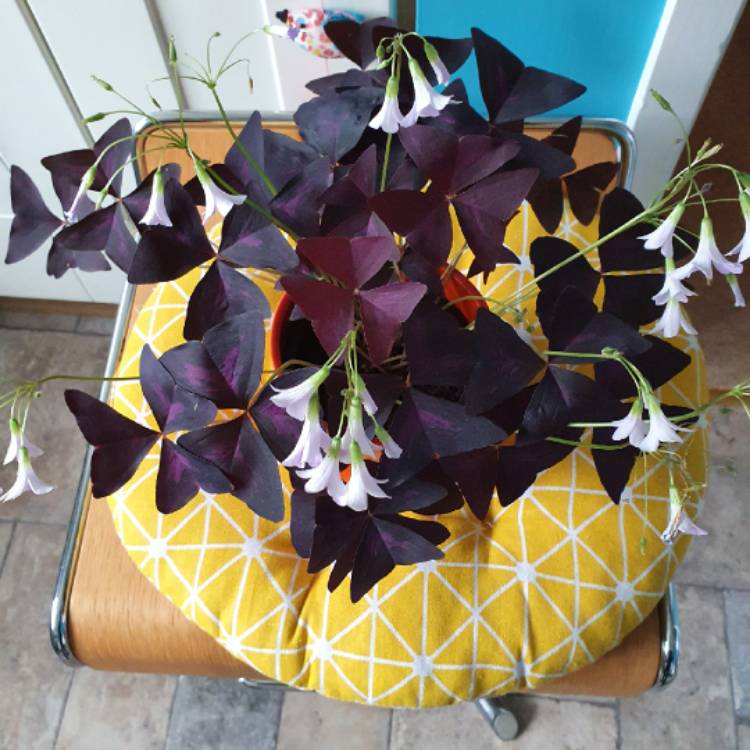 Plant image Oxalis 'Black Velvet'