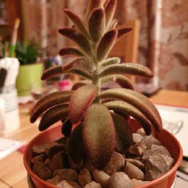 Kalanchoe Tomentosa 'Chocolate Soldier'