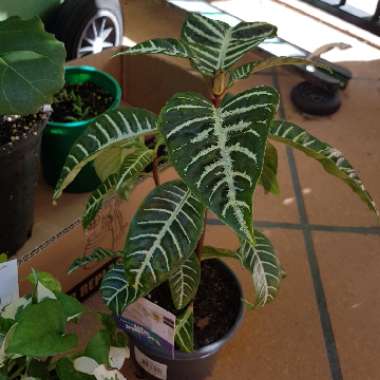 Aphelandra Squarrosa
