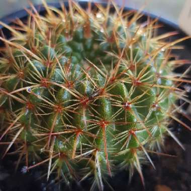 Ball cactus