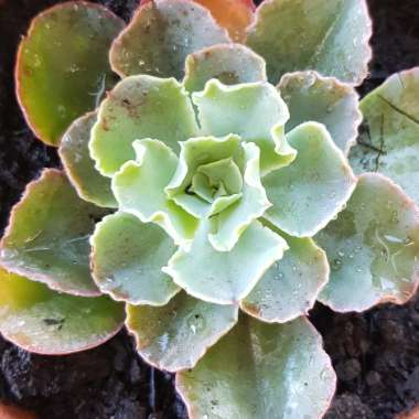 Echeveria 'Blue Waves'