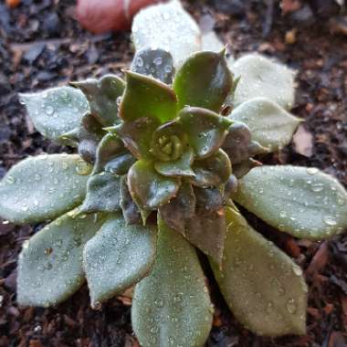 Echeveria 'Black Prince'