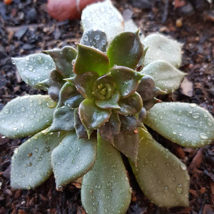 plant image 719366