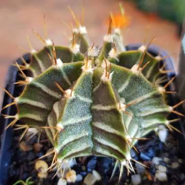 Purple moon Cactus