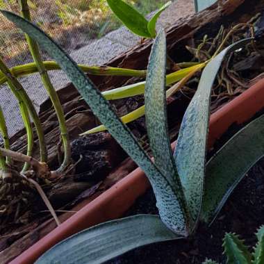 Gasteria bicolor x Haworthia hybrid