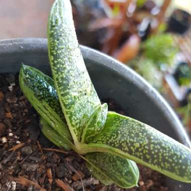 Gasteria 'Little Warty'