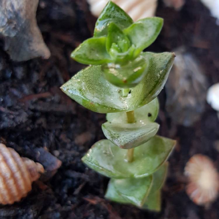 plant image 719376