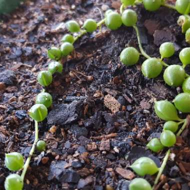 String of Pearls