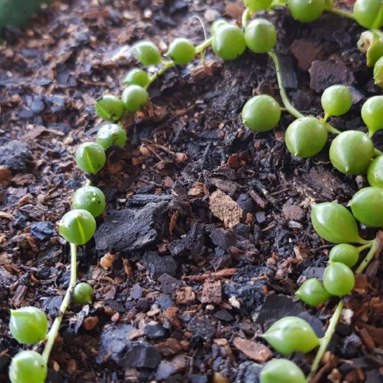 plant image 719378