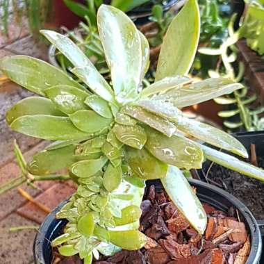 Graptoveria 'Fred Ives'