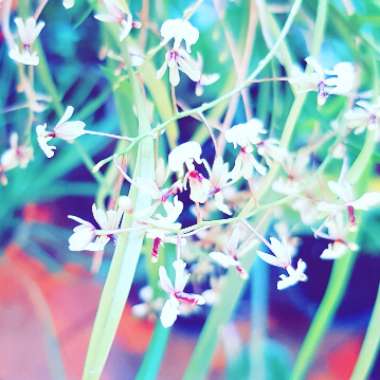 Brady's garden