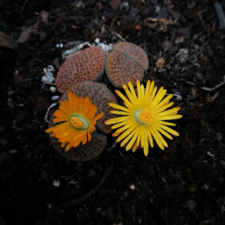 plant image 1534257