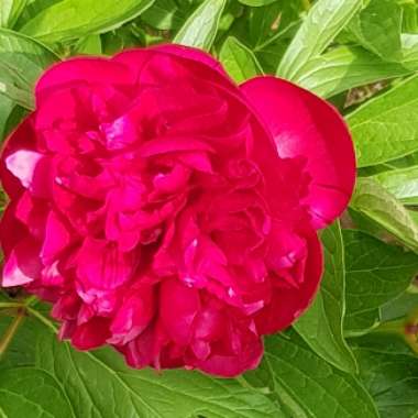 Peony