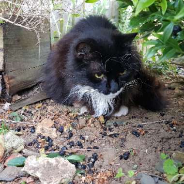 Lynda 's garden