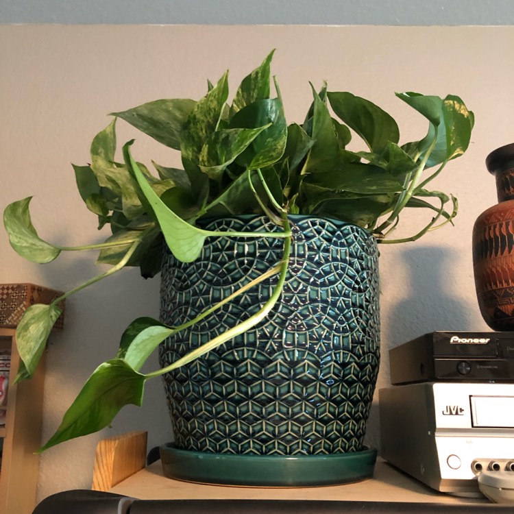 plant image 1142777